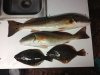 reds and flounder.JPG