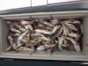 white trout ground mullet 2.JPG