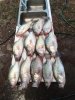 crappie 2.jpg