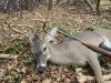 meadow blind 7 point.jpg