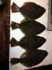 flounder 15.jpg