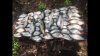 crappie 1.jpg