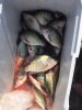 crappie 5.jpg