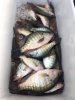 crappie 6.jpg
