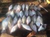 crappie 8.jpg