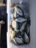 crappie 9.jpg