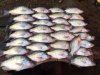crappie 11.jpg