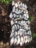 crappie.jpg