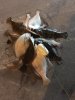 flounder 4.jpg