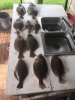flounder 2.jpg