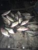 PC crappie.jpg