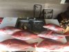 snapper 1.jpg