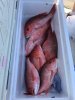 snapper 2.jpg