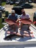 snapper and cobe 2.jpg