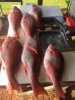 snapper.jpg