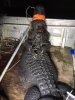 gator 2.jpg