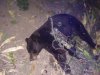 dads bear.jpg