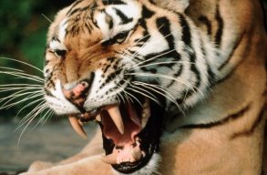 $TigerFan$