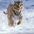 Big Cat MIke